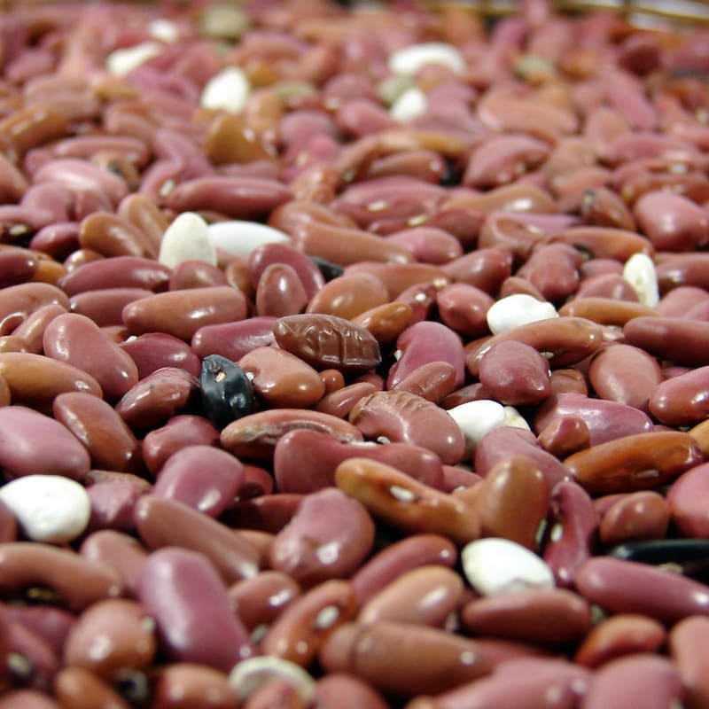 Dry Beans