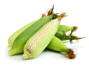 Green Maize on Cob
