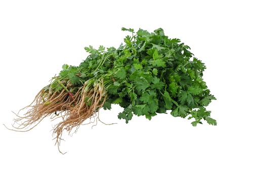 Local Coriander (Dhania)