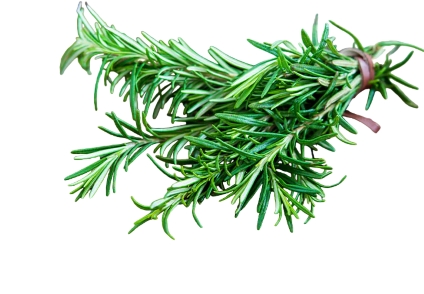 Rosemary Leaves